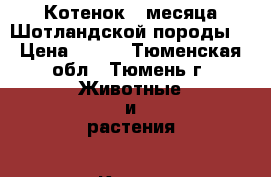 Котенок 3 месяца Шотландской породы  › Цена ­ 500 - Тюменская обл., Тюмень г. Животные и растения » Кошки   . Тюменская обл.